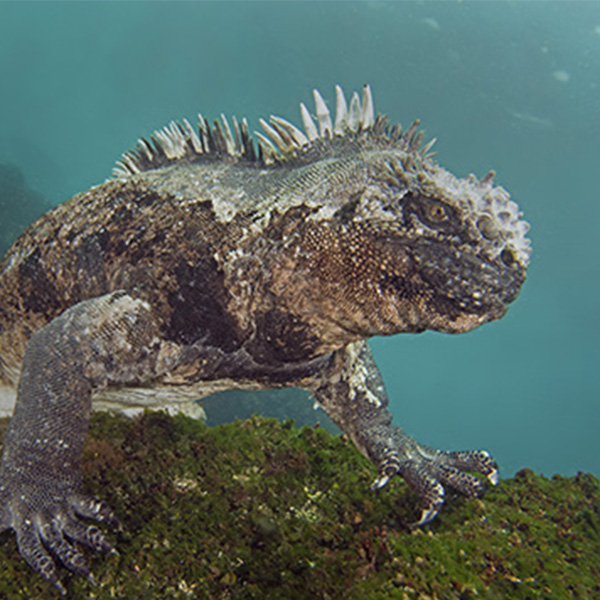 Dykning i Galapagos