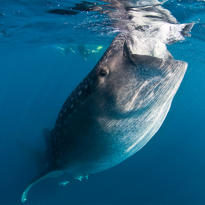 Valhajar i Isla Mujeres