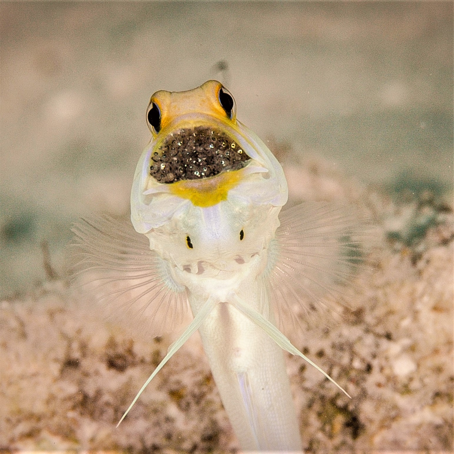 Buddy Dive resort Bonaire