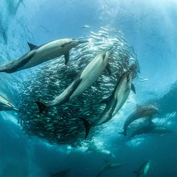 Sardine Run, Port Elisabeth