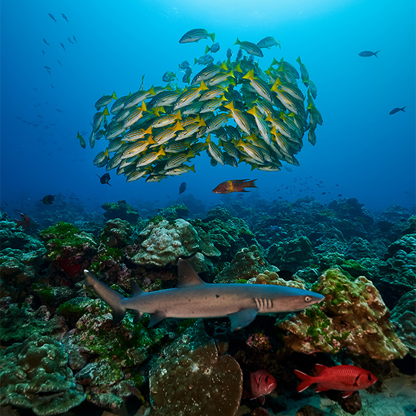 Cocos Island safari liveaboard